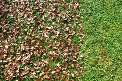 Autumn Leaves Covering the Lawn