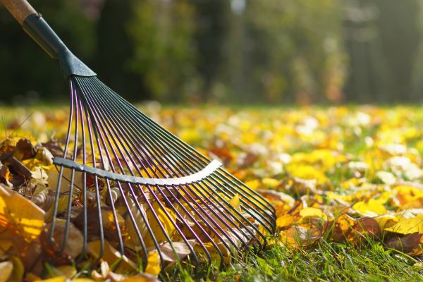 Leaf Raking Service in Bremerton