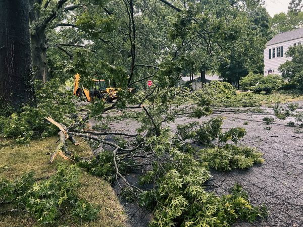 Tree Branch Disposal in Bremerton
