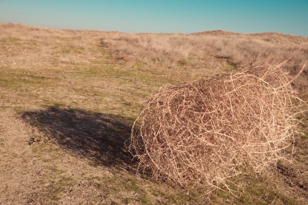 Tumbleweed Removal in Bremerton