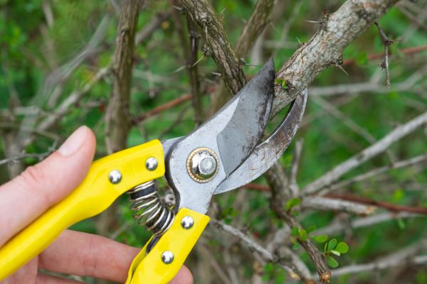 Limbs Removal in Bremerton