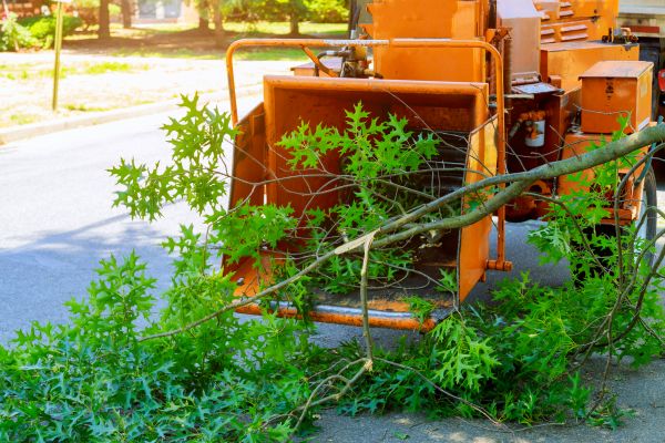 Tree Branches Removal in Bremerton