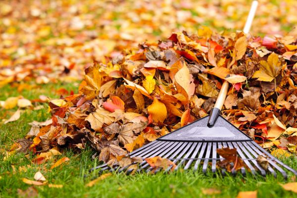 Yard Leaf Removal in Bremerton