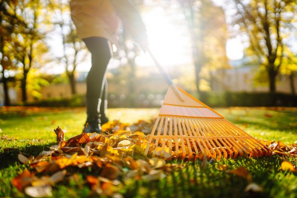 Leaves Raking in Bremerton