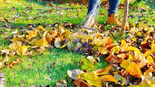 Lawn Cleanup Service in Bremerton