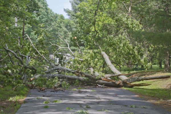 Tree Debris Removal in Bremerton